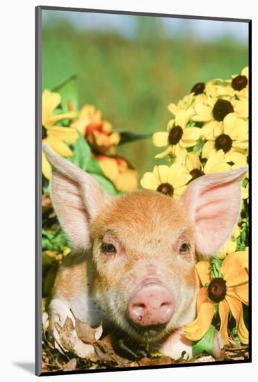 Pig-null-Mounted Photographic Print