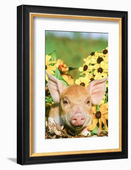 Pig-null-Framed Photographic Print