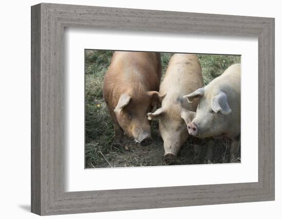 Pig-null-Framed Photographic Print