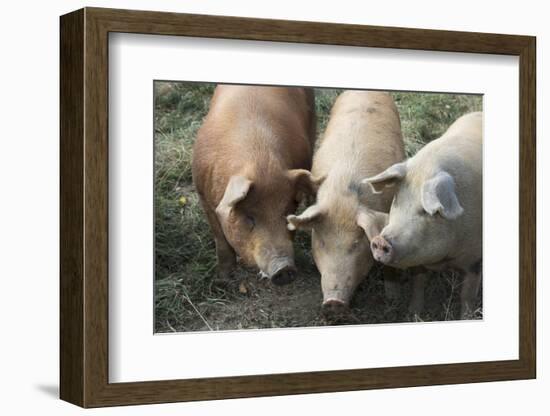 Pig-null-Framed Photographic Print