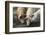 Pig-null-Framed Photographic Print