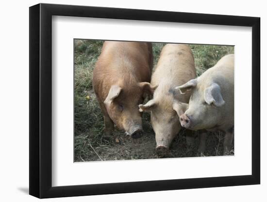 Pig-null-Framed Photographic Print