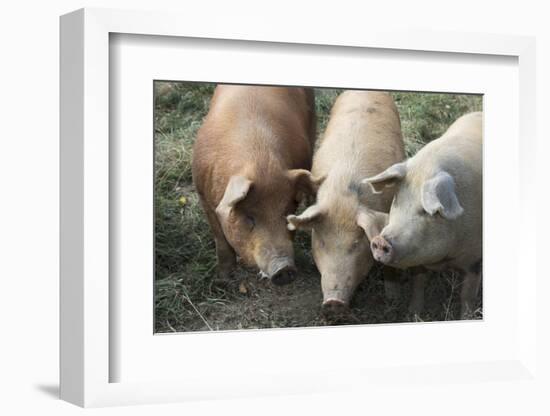 Pig-null-Framed Photographic Print