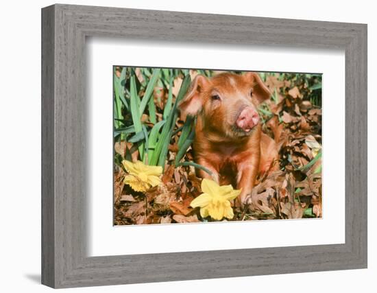 Pig-null-Framed Photographic Print