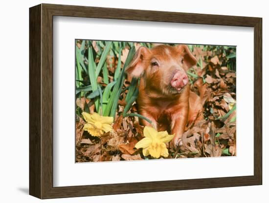 Pig-null-Framed Photographic Print