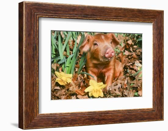 Pig-null-Framed Photographic Print