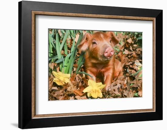 Pig-null-Framed Photographic Print