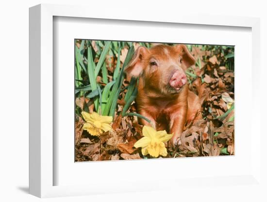 Pig-null-Framed Photographic Print