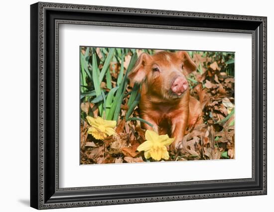 Pig-null-Framed Photographic Print