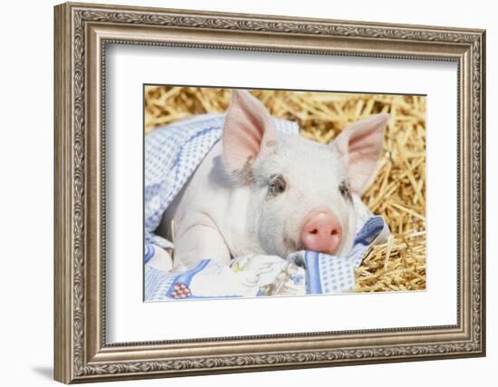 Pig-null-Framed Photographic Print