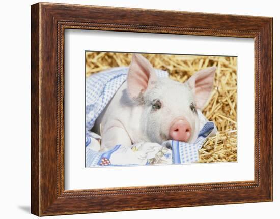 Pig-null-Framed Photographic Print