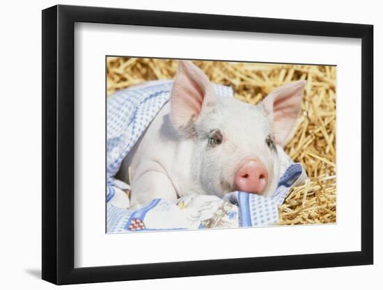 Pig-null-Framed Photographic Print