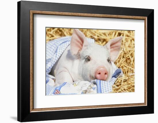 Pig-null-Framed Photographic Print