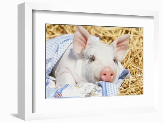 Pig-null-Framed Photographic Print