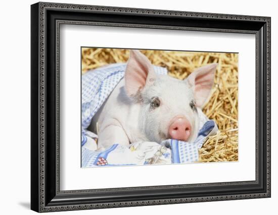 Pig-null-Framed Photographic Print