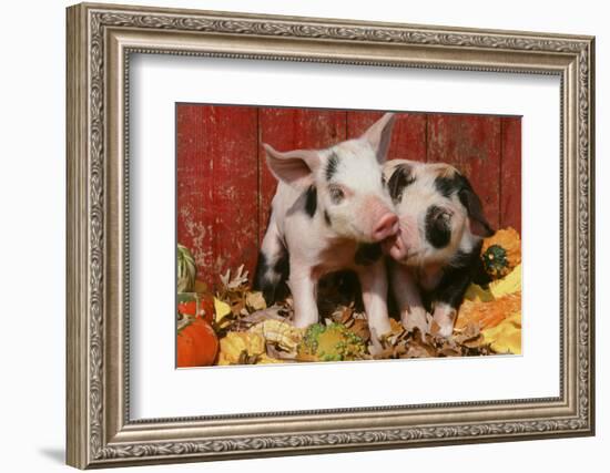 Pig-null-Framed Photographic Print