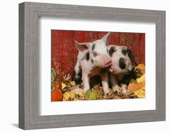 Pig-null-Framed Photographic Print