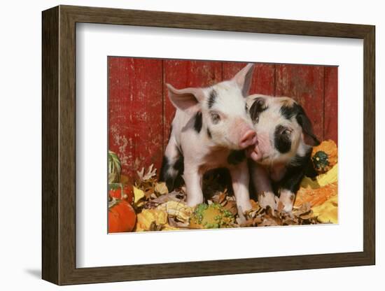 Pig-null-Framed Photographic Print