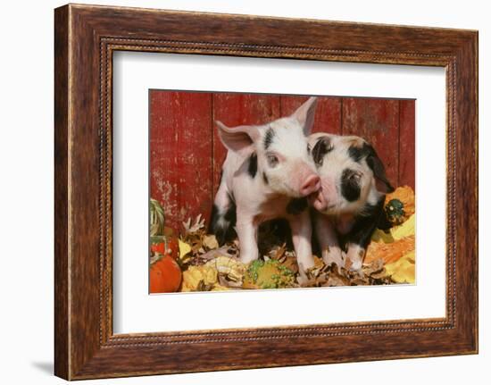 Pig-null-Framed Photographic Print