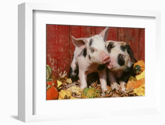 Pig-null-Framed Photographic Print