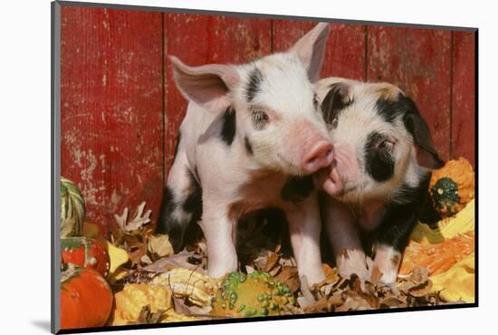 Pig-null-Mounted Photographic Print