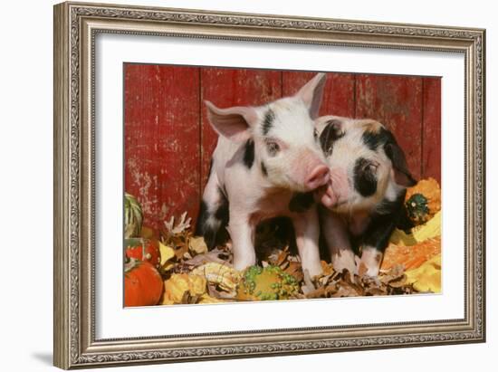 Pig-null-Framed Photographic Print