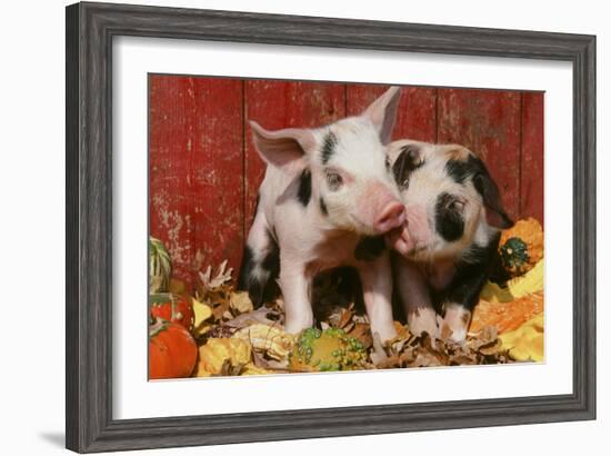 Pig-null-Framed Photographic Print