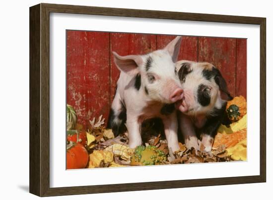 Pig-null-Framed Photographic Print