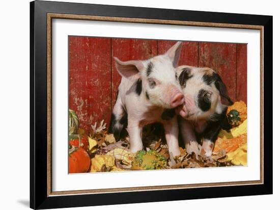 Pig-null-Framed Photographic Print