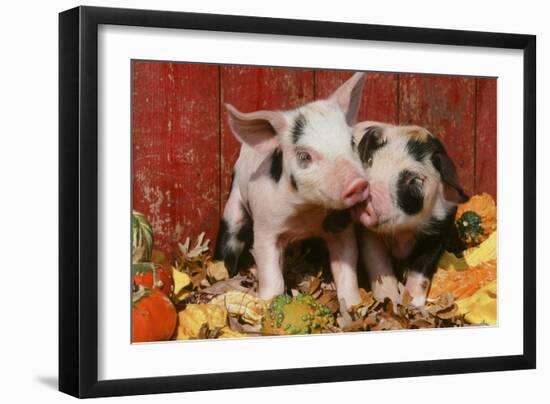 Pig-null-Framed Photographic Print