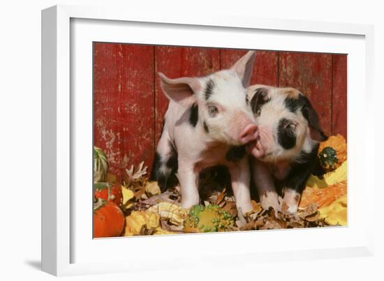 Pig-null-Framed Photographic Print