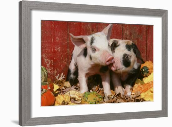 Pig-null-Framed Photographic Print