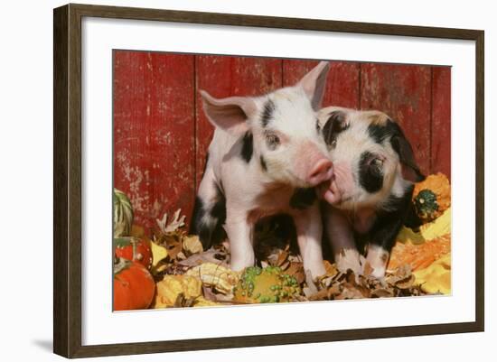 Pig-null-Framed Photographic Print