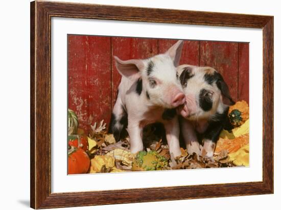 Pig-null-Framed Photographic Print