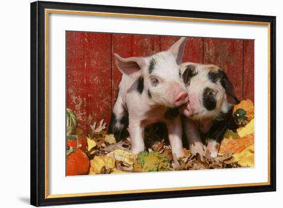 Pig-null-Framed Photographic Print