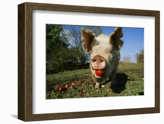 Pig-null-Framed Photographic Print