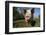 Pig-null-Framed Photographic Print