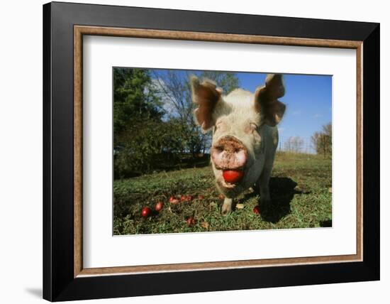 Pig--Framed Photographic Print