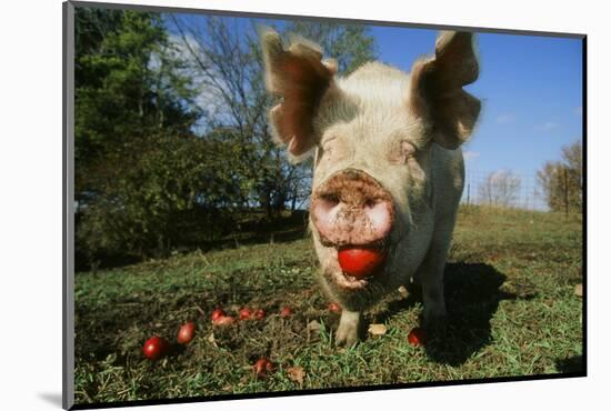 Pig-null-Mounted Photographic Print