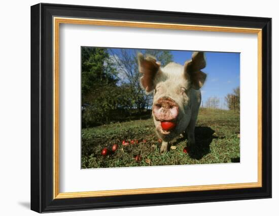 Pig-null-Framed Photographic Print