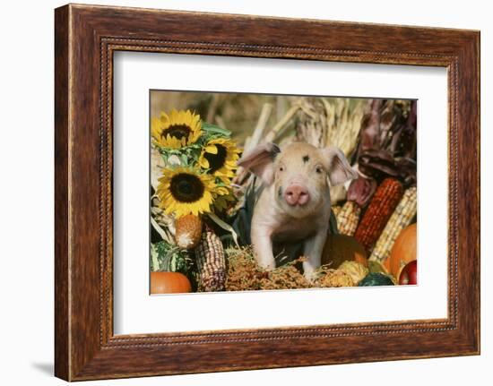 Pig-null-Framed Photographic Print