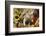 Pig-null-Framed Photographic Print