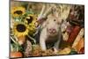 Pig-null-Mounted Photographic Print