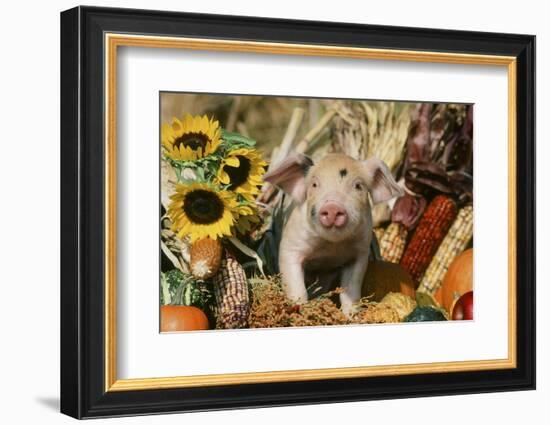 Pig-null-Framed Photographic Print