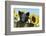 Pig-null-Framed Photographic Print