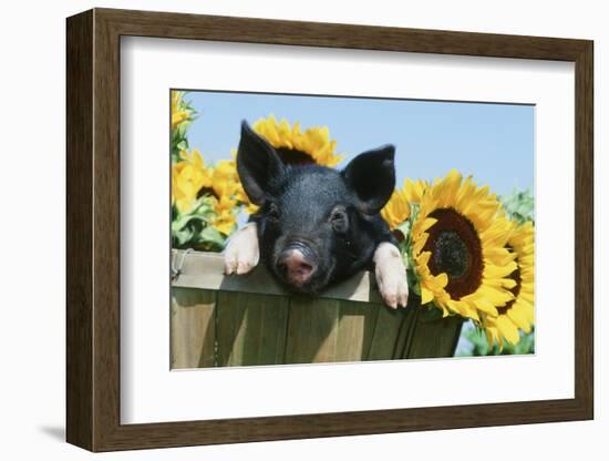 Pig-null-Framed Photographic Print