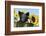 Pig-null-Framed Photographic Print