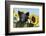 Pig-null-Framed Photographic Print