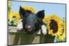 Pig-null-Mounted Photographic Print