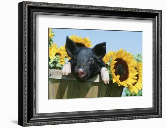 Pig-null-Framed Photographic Print